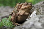 Erdkröte (Bufo bufo), Kroatien