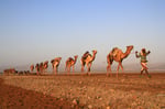 Kamelkarawane, Lake Afrera, Äthiopien