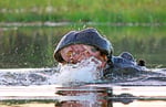 Flusspferd,  Moremi Game Reserve, Okavango-Delta