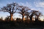 Baobabs, Savuti Region, Chobe Nationalpark