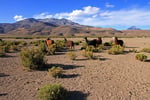 Lamas im Dorf Aravilla, Nationalpark Volcan Isluga, Chile
