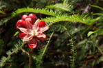 Rosenapfelblüte, Tanjung Puting Nationalpark, Borneo