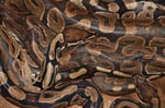 Python, Benin
