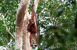 Orang Utan, Tanjung Puting Nationalpark, Borneo