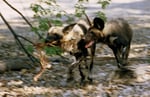 Wildhunde, Kwai River Region, Moremi Game Reserve, Okavango-Delta