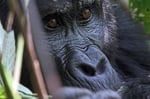 Berggorilla (Gorilla beringei beringei), Bwindi, Uganda