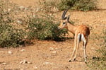 Indische Gazelle, Ranthambore Nationalpark, Rajasthan