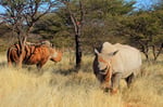 Breitmaul-Nashorn, Waterberg Wildernis