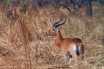 Kob-Antilope, Pendjari Nationalpark, Benin