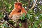 Nasenaffe, Tanjung Puting Nationalpark, Borneo