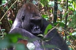 Flachlandgorilla (Gorilla gorilla gorilla), Kongo