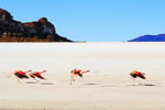 Chile-Flamingos, Salar de Uyuni, Bolivien