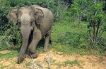 Asiatischer Elefant (Elephas maximus), Yala Nationalpark, Sri lanka