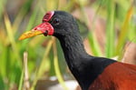 Rotstirn-Blatthühnchen (Jacana jacana intermedia), Llanos, Venezuela