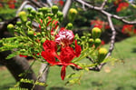 Flammenbaumblüte, Iles de Salut, Französisch Guayana