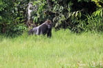 Flachlandgorilola,  Mbeli-Bai, Parc National Nouabalé-Ndoki, Republik Kongo