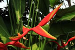 Heliconia, Eastern Highlands