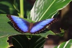 Blauer Morphofalter, Tortugera Nationalpark, Costa Rica