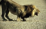Löwe (Panthera leo), Kalahari Game Reserve, Botswana