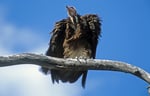 Kappengeier (Necrosyrtes monachus), Botswana