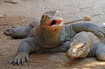 Komodowaran, Rinca