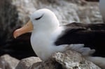Schwarzbrauenalbatros (Thalassarche melanophris), Falklands