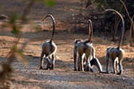 Hanuman-Languren, Sasan Gir Nationalpark, Gujarat