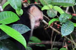 Kapuziner-Affe, Tortugera Nationalpark, Costa Rica
