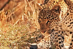 Leopard (Panthera pardus), Moremi Game Reserve, Botswana