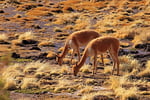 Vicuna (Vicugna vicugna), Salar de Surire, Chile