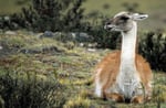 Guanaco (Lama guanicoe), Torres del Paine Nationalpark,  Chile