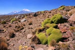 Vulkane Pomerape (6.222 m) und Parinacota (6.348 m), Nationalpark Lauca, Chile 