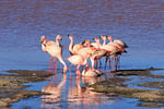 James-Flamingos,  Laguna Colorada, Bolivien