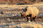 Spitzmaulnashorn, Etosha Nationalpark