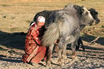 Beim Melken der Yaks,  Pamir, Tadschikistan