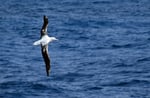 Wanderalbatros (Diomedea exulans), Drake Passage, Antarktis