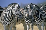 Steppenzebra, Etosha Nationalpark