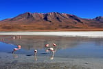 Flamingos, Laguna Colorada, Bolivien
