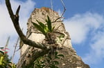 Tikal, Guatemala