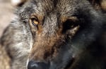 Iberischer Wolf (Canis lupus signatus), Spanien (Gehege)