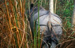 Panzernashorn (Rhinoceros unicornis), Terai, Nepal