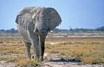 Elefant, Etoscha Nationalpark