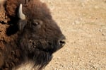 Bison (Bison bison), Texas (Gehege)