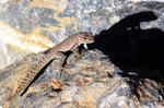 Scorpionschwanz-Gecko, Jebal Shams
