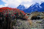 Nationalpark Torres del Paine, Chile
