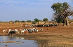 Dorflandschaft, Fada-Ngourma, Burkina Faso
