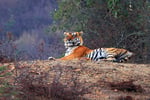 Ranthambore Nationalpark, Rajasthan