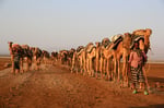 Salzkarawane, Lake Afrera, Äthiopien