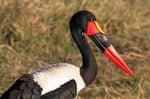 Sattelstorch, Moremi Game Reserve, Okavango-Delta