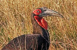 Hornrabe, Moremi Game Reserve, Okavango-Delta